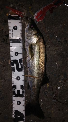 シーバスの釣果