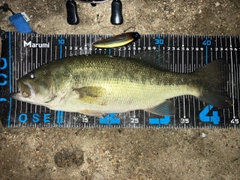 ブラックバスの釣果