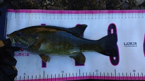 スモールマウスバスの釣果