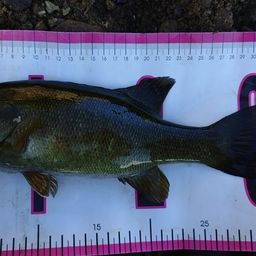 スモールマウスバス