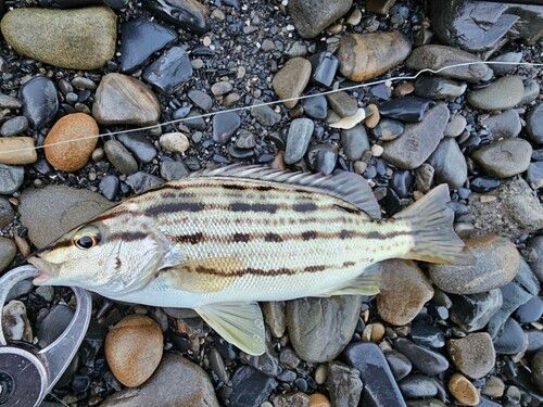 シマイサキの釣果