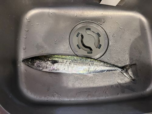 サゴシの釣果