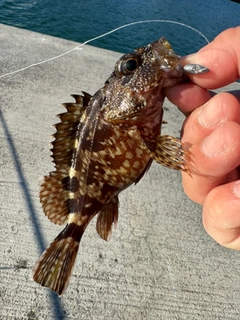 カサゴの釣果