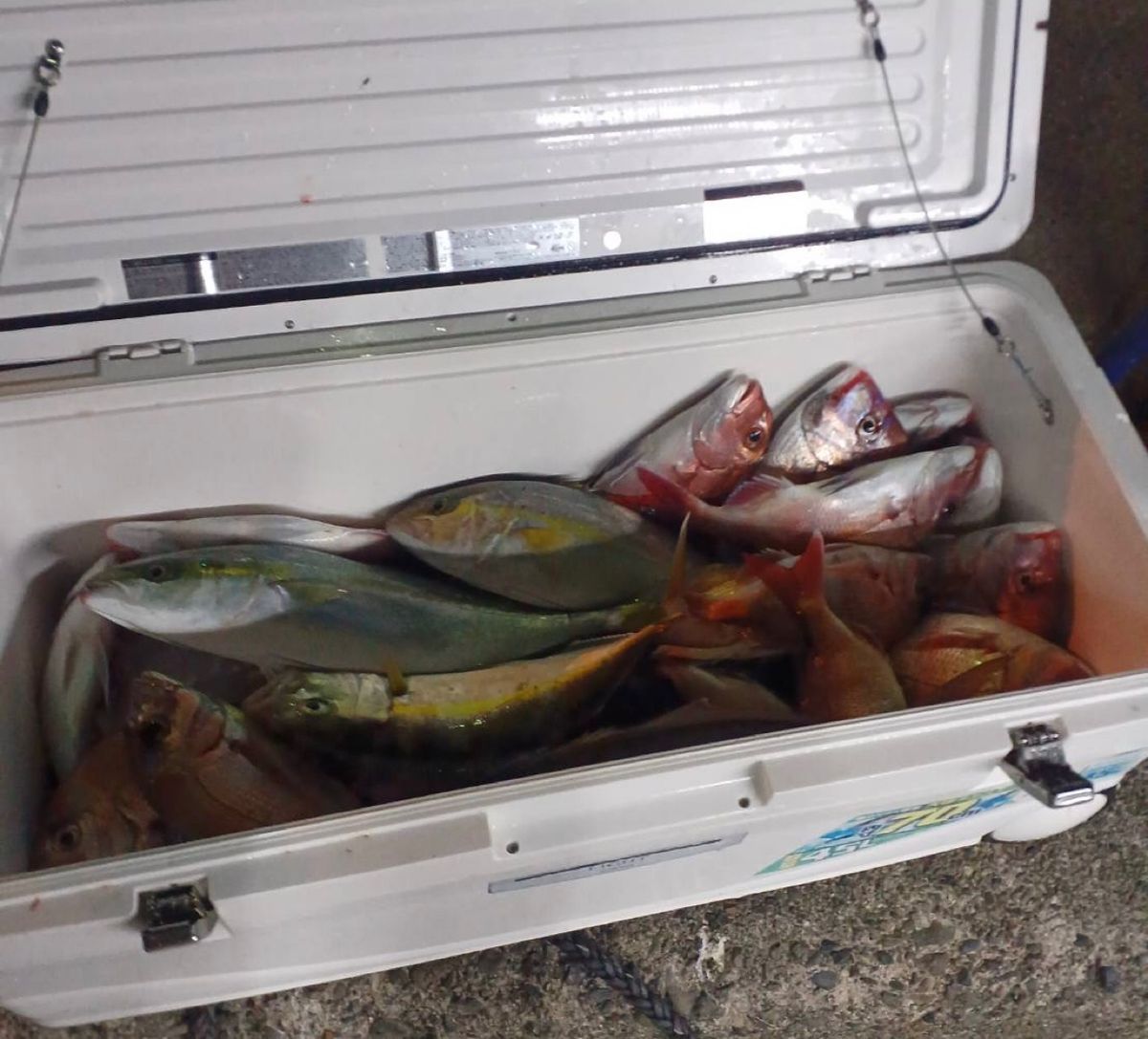 充丸（みつまる）女将さんの釣果 3枚目の画像