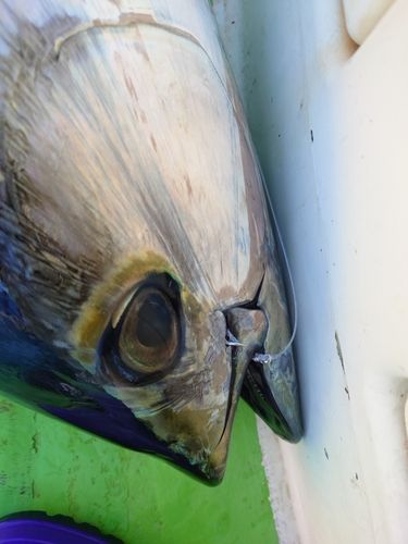 キハダマグロの釣果