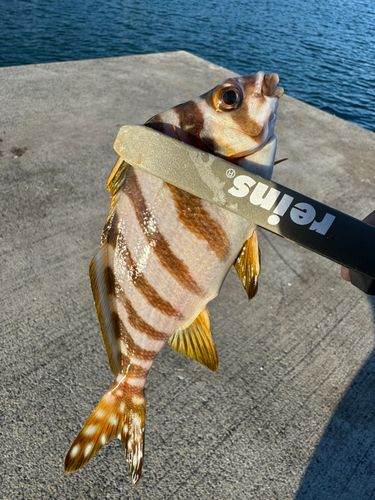 タカノハダイの釣果