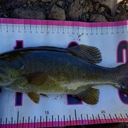 スモールマウスバス