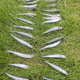 トウゴロウイワシ