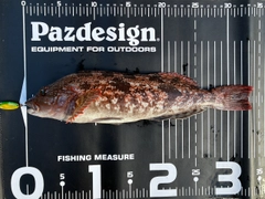 アイナメの釣果