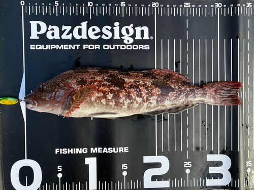 アイナメの釣果