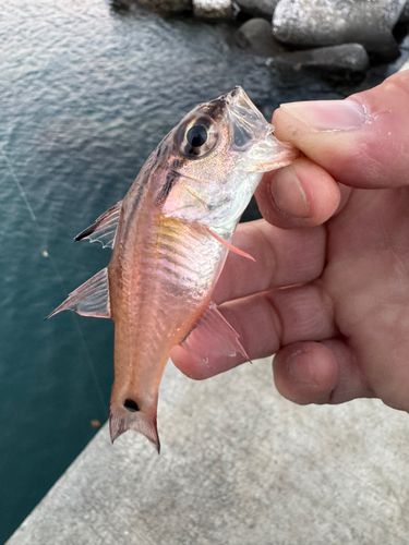 ネンブツダイの釣果