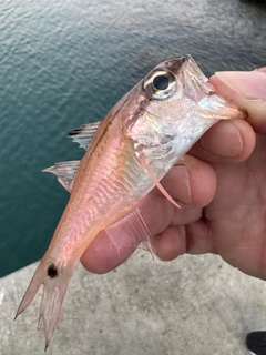 ネンブツダイの釣果