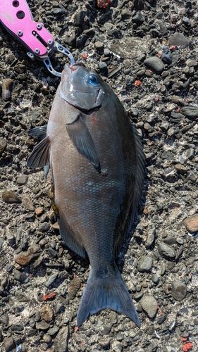 オナガグレの釣果