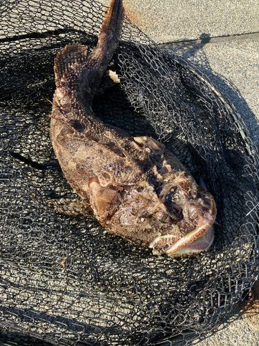 ケムシカジカの釣果