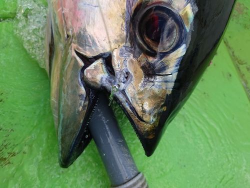 キハダマグロの釣果