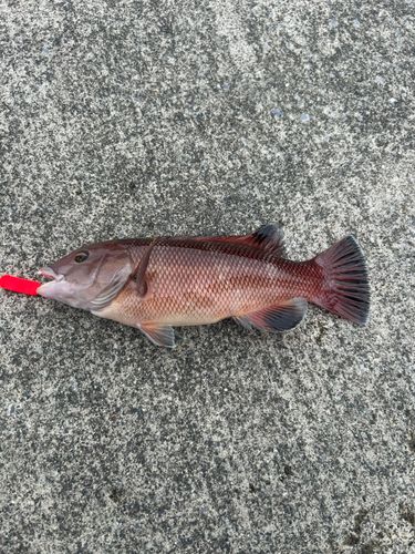 コブダイの釣果