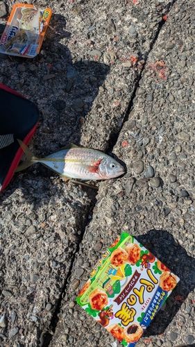シマアジの釣果