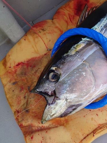 キハダマグロの釣果