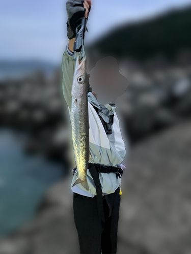 アカカマスの釣果