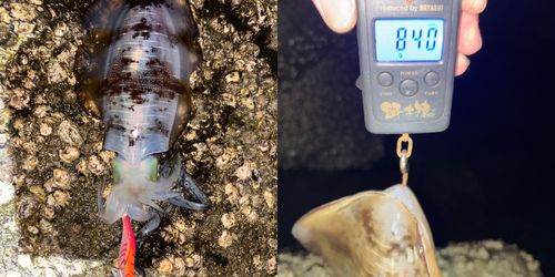 アオリイカの釣果