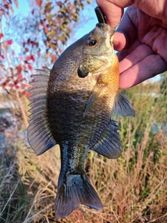 ブルーギルの釣果