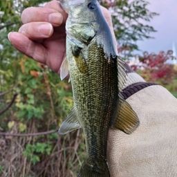 ラージマウスバス