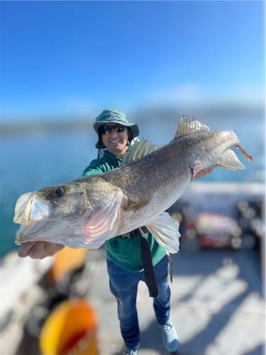 スズキの釣果