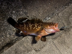 キジハタの釣果