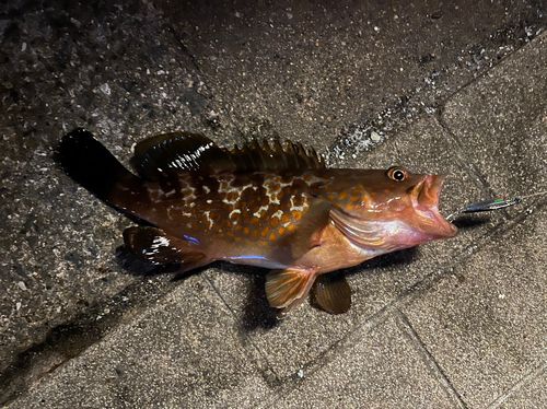 シーサイドコスモ釣り解放区