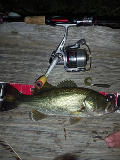 ラージマウスバスの釣果