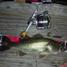 ラージマウスバス