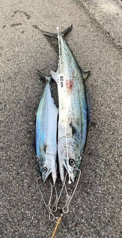 サワラの釣果