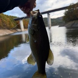 スモールマウスバス