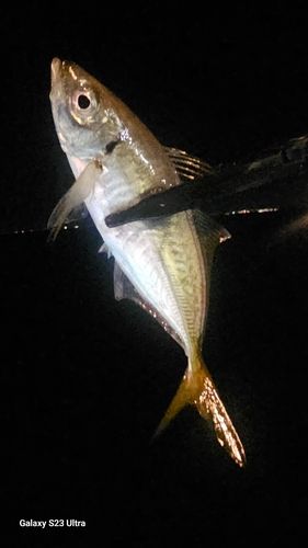 横浜ベイサイドマリーナ付近