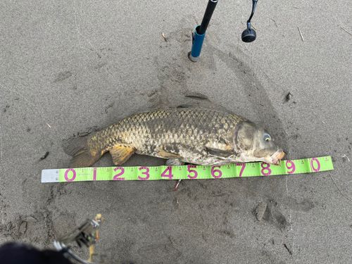 コイの釣果