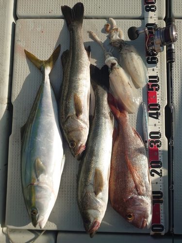 ハマチの釣果