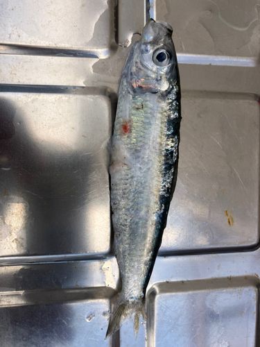 ママカリの釣果