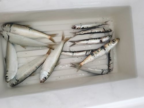 宮崎漁港（吉良サンライズパーク）