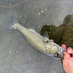 ラージマウスバス