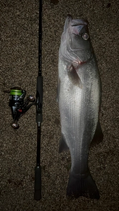 ヒラスズキの釣果