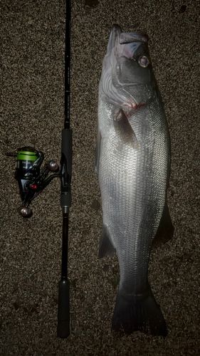 ヒラスズキの釣果