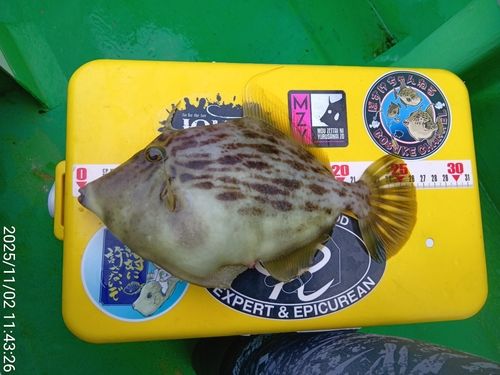 カワハギの釣果