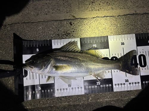 セイゴ（マルスズキ）の釣果