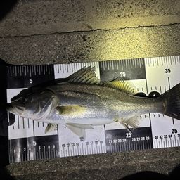 セイゴ（マルスズキ）