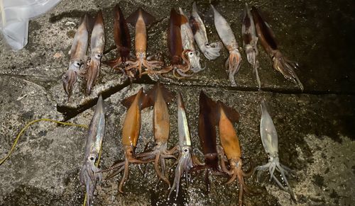 ヤリイカの釣果