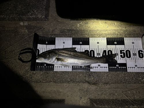 セイゴ（マルスズキ）の釣果