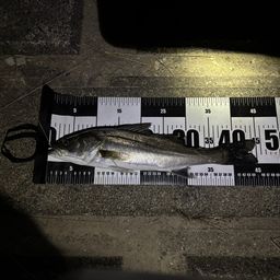 セイゴ（マルスズキ）