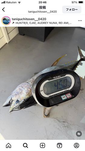 キハダマグロの釣果