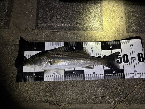 セイゴ（マルスズキ）の釣果