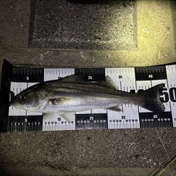 セイゴ（マルスズキ）